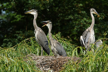 Grey Heron, Ardea cinerea