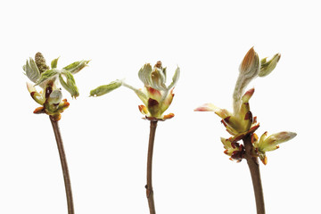 Kastanienknospe vor wei&szlig;em Hintergrund