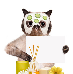 Fototapeta premium spa wash cat