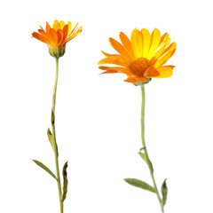 Flowers of Calendula isolated on white - obrazy, fototapety, plakaty