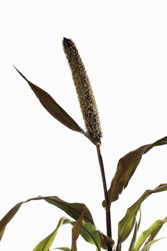 Perlen- Hirse ( Pennisetum Glaucum ),close-up