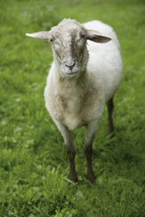 Fototapeta premium &nbsp;Schäftlarn , Ansicht der Hausschaf , das auf Gras