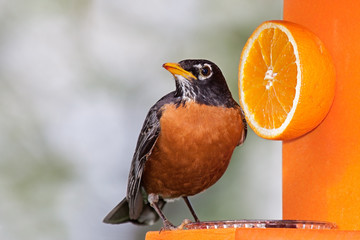 Robin and Orange