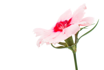 Cute little pink dianthus carnation flower with red center