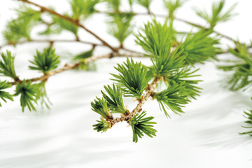 Lärche ( Larix) , close-up