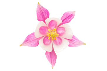 Fototapeta premium aquilegia flower isolated