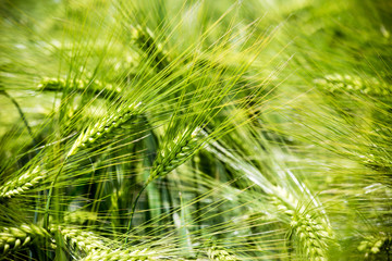 Wheat ears of the arable land.
