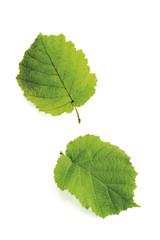 Zwei Haselstrauch Blätter