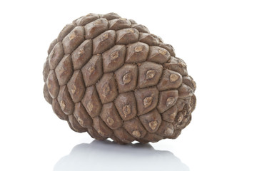 Pine Kegel auf wei&szlig;em Hintergrund