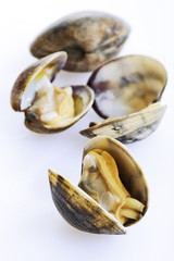 Frische Miesmuscheln
