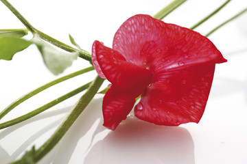 Rote Wicke (Vicia ),close-up