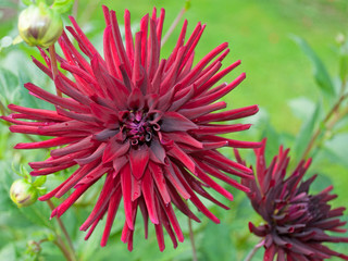 Dahlien