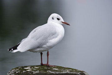 M&ouml;we