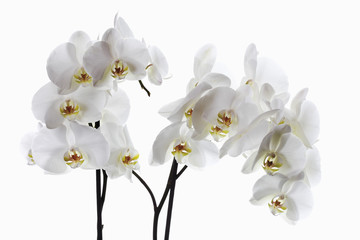 Naklejka na ściany i meble Orchid Blumen, close -up