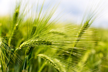Green ears of corn from the field.