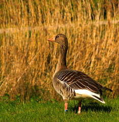 Graugans (Anser anser)