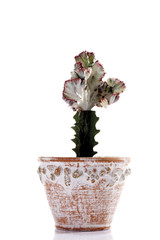 Seidenpflanze (Euphorbia lactea ) im Blumentopf