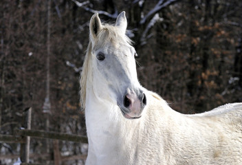 White horse, close-up portrait in sunny winter time