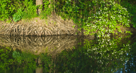 Near water. Roots and wild cherry flowers