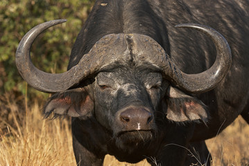 buffalo portrait in Kruger National Park