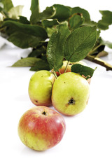 Bio Äpfel