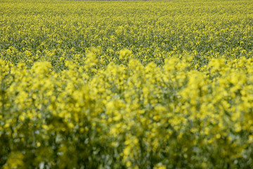 Obraz premium &nbsp;Rapsfeld (Brassica napus)