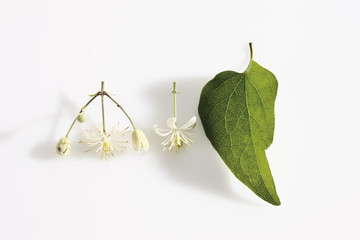 Clematis (Clematis recta )
