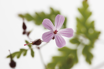 Obraz premium Herb robert,close up