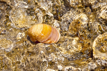young shell on the texture of the old sea shells