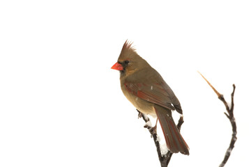 Female northern cardinal