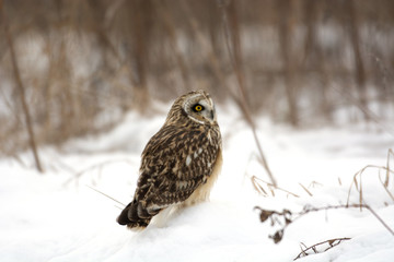 Short Eared Owl