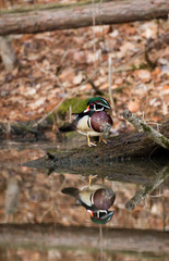 Wood ducks