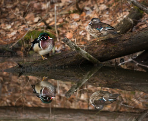 Wood ducks