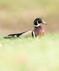 Wood duck in grass