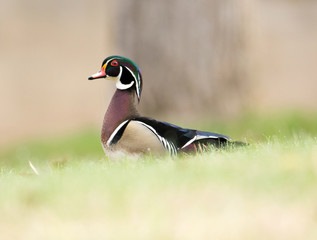 Wood duck in grass