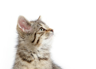 Naklejka na ściany i meble Cute tabby kitten