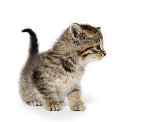 Cute tabby kitten