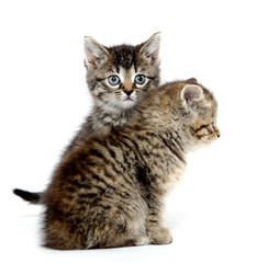 Two cute kittens