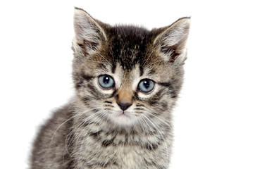 Obraz premium Cute tabby kitten