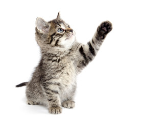 Cute tabby kitten