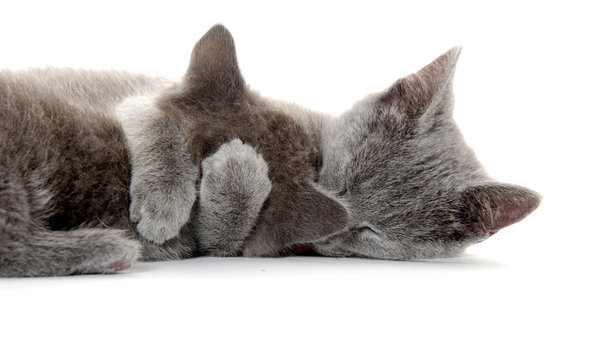 Cat bath