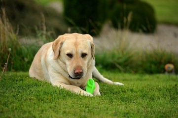 Labrador Retriever