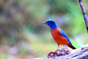 Chestnut-bellied Rock Thrush (Monticola rufiventris) 