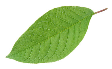 Fototapeta na wymiar Green leaf isolated on white with clipping path