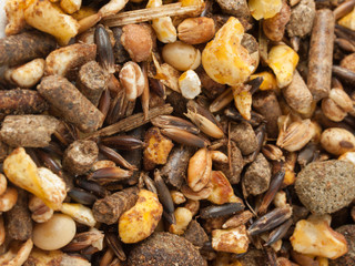 sportive  muesli background with black oats. for horse.macro