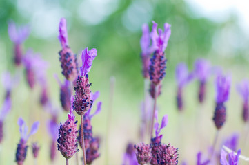 Wild purple flowers. Macro detail