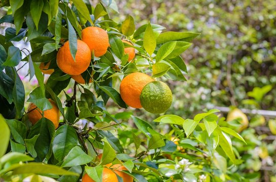 Mandarinenbaum