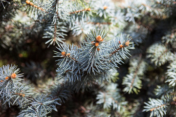 Naklejka na ściany i meble Branches of the Colorado blue spruce