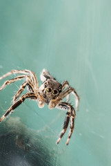 Super macro spider
