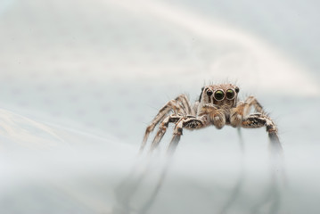 Super macro spider